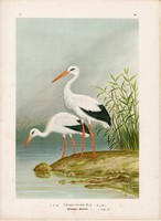 Fehér gólya, litográfia 1897, eredeti, 29 x 40 cm, nagy méret, madár, színes nyomat, Európa, ciconia