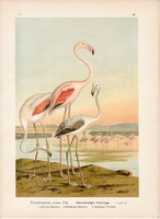 Flamingó, litográfia 1897, eredeti, 29 x 39 cm, nagy méret, madár, színes nyomat, phoenicopterus