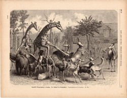 Állatkert Hamburgban, metszet, 1875, eredeti, német, 22 x 31 cm, fametszet, zsiráf, elefánt, állat