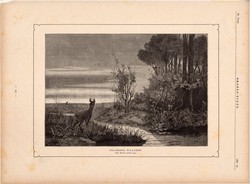 Válságos pillanat (2), fametszet 1881, metszet, nyomat, 17 x 25 cm, Ország - Világ, őz, erdő, vadász
