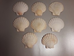 Tengeri shell kagyló 8 db együtt kreatív tevékenységhez festhető