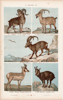 Antilop, argali, kecske és vaddisznó, sertés, szarvasmarha , litográfia 1885, eredeti, 26 x 42 cm