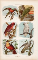 Papagáj, kakadu és kenguru, vombat, hangyászsün, litográfia 1885, eredeti, 26 x 42 cm, nagy méret
