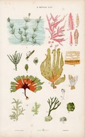 Alga, zöldmoszat és gomba, csiperke, kovamoszat, litográfia 1885, eredeti, 26 x 42 cm, nagy méret