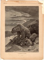A jegesmedve lakomája, fametszet 1881, metszet, nyomat, 22 x 30 cm, Ország - Világ, újság, medve