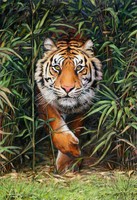 A tigris tekintete