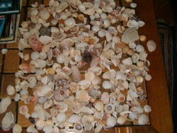 párszáz Rengeteg darab kagyló csiga tengeri izé mészváza  házikója gyűjteményes nagy lot KIÁRUSÍTÁS