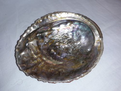 Irizáló ABALONE tengeri kagyló 14,5 cm x 12 cm