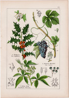 Szőlő, magyal, vadszőlő és juharfa, vadgesztenye, litográfia 1895, 17 x 25 cm, növény, virág
