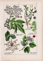 Fekete bodza, jerikói lonc, áfonya és tőzegáfonya, medveszőlő, litográfia 1895, 17 x 25 cm, növény