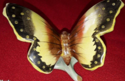 Bodrogkeresztúri bájos pillangó 