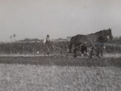 Régi fotó vintage férfi fénykép földművelés szántás lovakkal 2 db