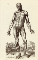 Az emberi test 3., anatómia, izom, koponya, egyszín nyomat 1978, 28 x 44 cm, nagy méret, fakszimile