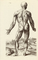 Az ember izomzata 5., anatómia, izom, test, egyszín nyomat 1978, 28 x 44 cm, nagy méret, fakszimile