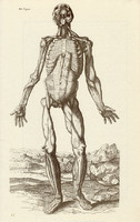 Az emberi test 4., anatómia, izom, koponya, egyszín nyomat 1978, 28 x 44 cm, nagy méret, fakszimile
