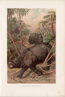 Orrszarvú, litográfia 1894, színes nyomat, eredeti, német, Brehm, állat, indiai, Ázsia, India