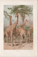 Zsiráf, litográfia 1894, színes nyomat, eredeti, német, Brehm, állat, Afrika, párosujjú, szavanna