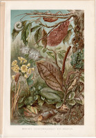 Mimikri, litográfia 1894, színes nyomat, eredeti, német, Brehm, állat, rovar, beolvadás, hernyó