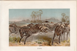 Zebra, litográfia 1894, színes nyomat, eredeti, német, Brehm, állat, Afrika, közép, dél, equus
