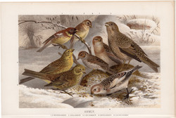 Sármány, litográfia 1894, színes nyomat, eredeti, német, Brehm, állat, madár, citromsármány, Európa