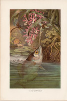 Jávai lövőhal, litográfia 1894, színes nyomat, eredeti, német, Brehm, állat, hal, Ázsia, Ausztrália