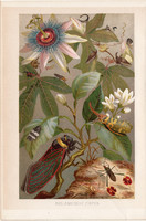 Kabóca, litográfia 1894, színes nyomat, eredeti, német, Brehm, állat, rovar, külföldi, ciripel
