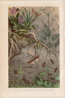 Vízipoloska és vízipók, litográfia 1894, színes nyomat, eredeti, német, Brehm, állat, rovar, víz