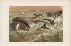 Bálna és delfin, litográfia 1894, színes nyomat, eredeti, német, Brehm, állat, tenger, óceán, emlős