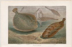Lepényhalak, litográfia 1894, színes nyomat, eredeti, német, Brehm, állat, hal, tenger, óceán, folyó