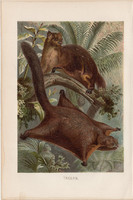 Repülő mókus, litográfia 1894, színes nyomat, eredeti, német, Brehm, állat, emlős, Ázsia, Amerika