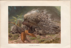Tarajos sül, litográfia 1894, színes nyomat, eredeti, német, Brehm, állat, emlős, Európa, Afrika