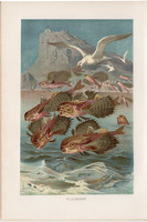 Repülőhal, litográfia 1894, színes nyomat, eredeti, német, Brehm, állat, hal, óceán, tenger