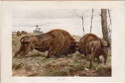 Bölény, litográfia 1894, színes nyomat, eredeti, német, Brehm, állat, párosujjú, Európa, Amerika