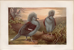 Koronásgalamb, litográfia 1894, színes nyomat, eredeti, német, Brehm, állat, madár, Új - Guinea