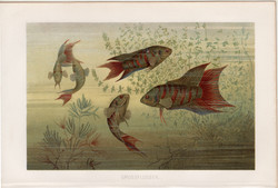 Kínai paradicsomhal, litográfia 1894, színes nyomat, eredeti, német, Brehm, állat, hal, folyó, víz