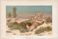 Sivatagi róka, litográfia 1894, színes nyomat, eredeti, német, Brehm, állat, ragadozó, Afrika