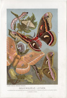Selyemlepke, litográfia 1907, színes nyomat, eredeti, magyar, Brehm, állat, lepke, hernyó