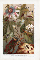Kabócák, litográfia 1907, színes nyomat, eredeti, magyar, Brehm, állat, kabóca, külföldi, rovar