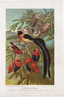 Szövőmadarak, litográfia 1907, színes nyomat, eredeti, magyar, Brehm, állat, madár, díszpinty, pinty