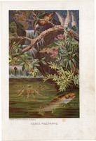 Sebes pisztráng, litográfia 1907, színes nyomat, eredeti, magyar, Brehm, állat, hal, folyó, Európa