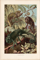 Kaméleon, litográfia 1894, színes nyomat, eredeti, német, Brehm, állat, hüllő, Afrika, Ázsia, gyík