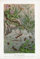Vízi poloskák, litográfia 1907, színes nyomat, eredeti, magyar, Brehm, állat, vízipók, poloska, víz