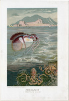 Argonauta, litográfia 1907, színes nyomat, eredeti, magyar, Brehm, állat, polip, óceán, tenger