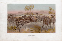 Hegyi zebra, litográfia 1907, színes nyomat, eredeti, magyar, Brehm, állat, lófélék, Dél - Afrika