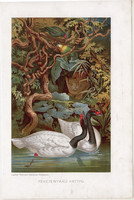 Feketenyakú hattyú, litográfia 1907, színes nyomat, eredeti, magyar, Brehm, állat, madár, Amerika