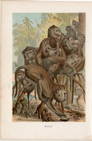 Makákó, litográfia 1894, színes nyomat, eredeti, német, Brehm, állat, majom, Ázsia, főemlős