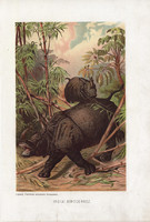 Indiai rinocérosz, litográfia 1907, színes nyomat, eredeti, magyar, Brehm, állat, orrszarvú, Ázsia