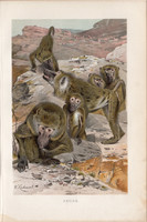 Pávián, litográfia 1894, színes nyomat, eredeti, német, Brehm, állat, majom, Afrika, főemlős