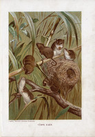 Törpe egér, litográfia 1907, színes nyomat, eredeti, magyar, Brehm, állat, rágcsáló, Európa, Ázsia