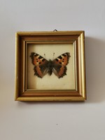 Vintage pillangó preparátum arany keretben